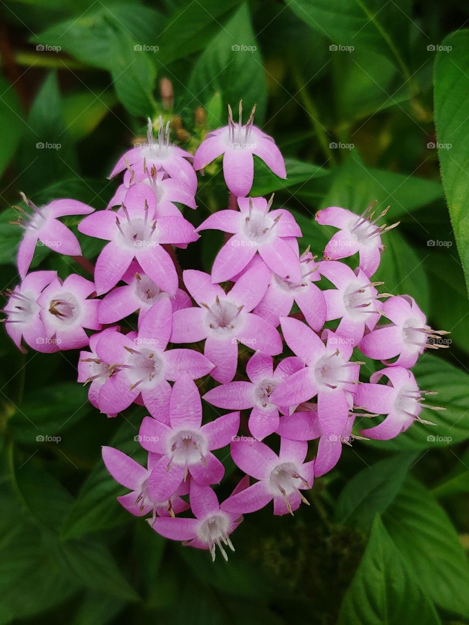 garden flowers captured