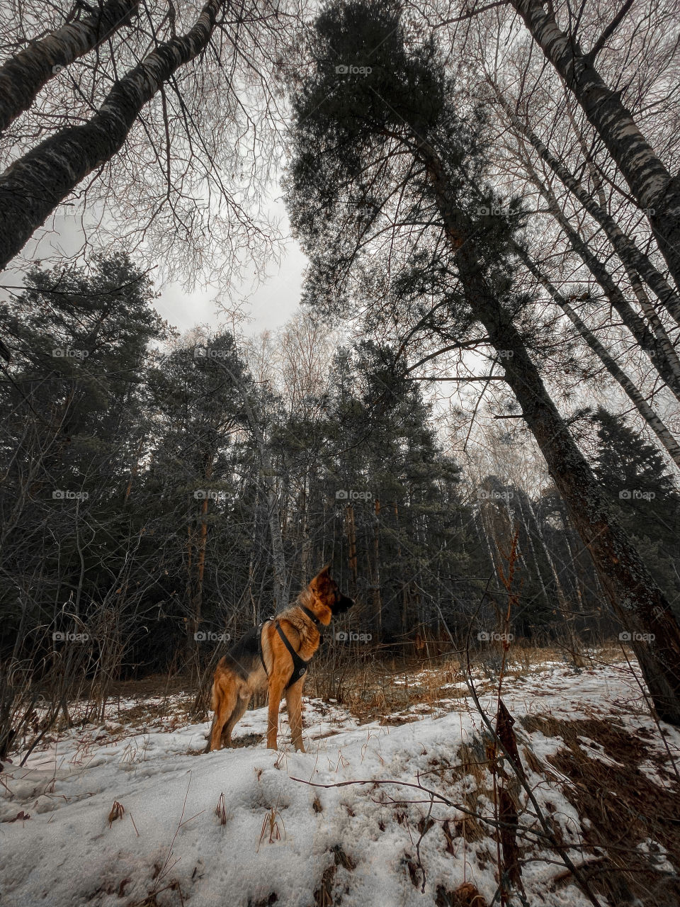 German shepherd dog outdoor portrait at winter cloudy day 