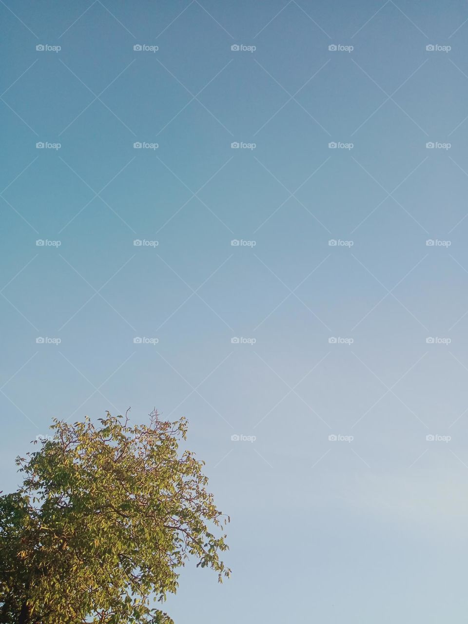 The sky is so vague, it seems that you can contemplate its eternity.  And the green tree seems to complement it, adds color :)