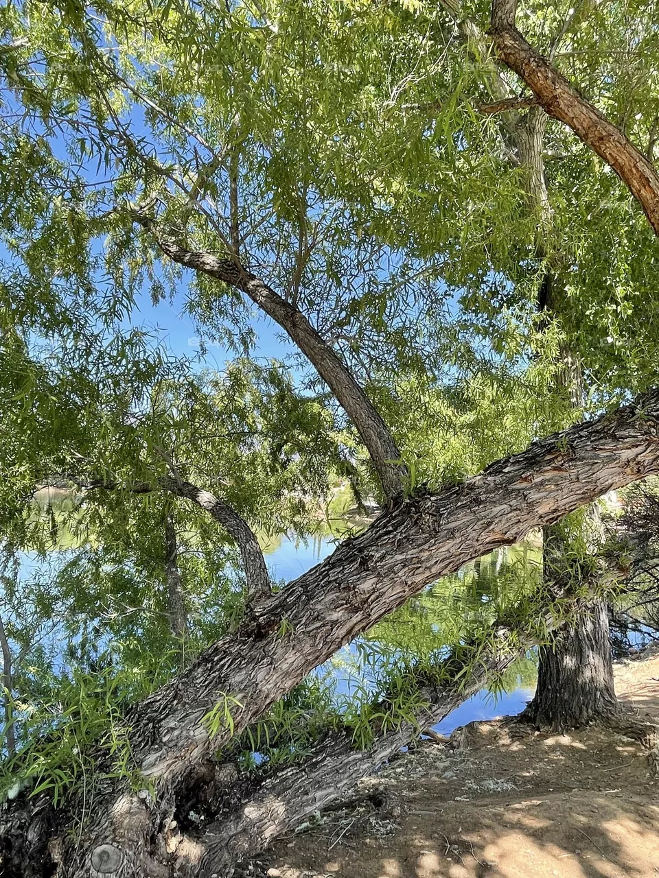 Sitting under trees 