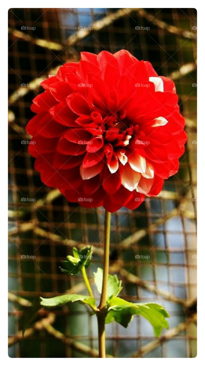 sweet red flower