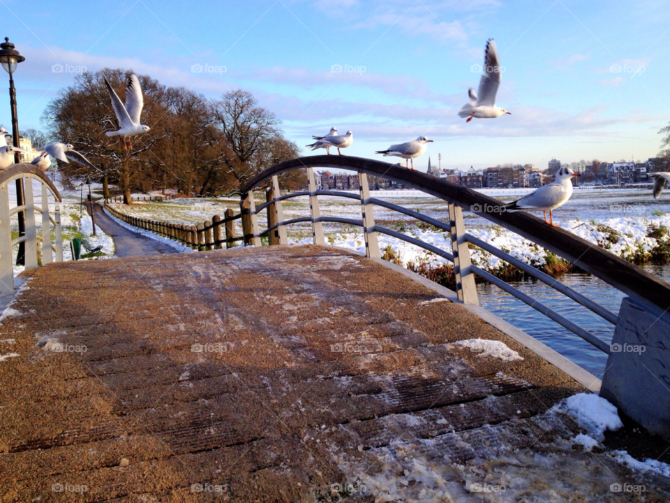 snow winter nature birds by vienesse