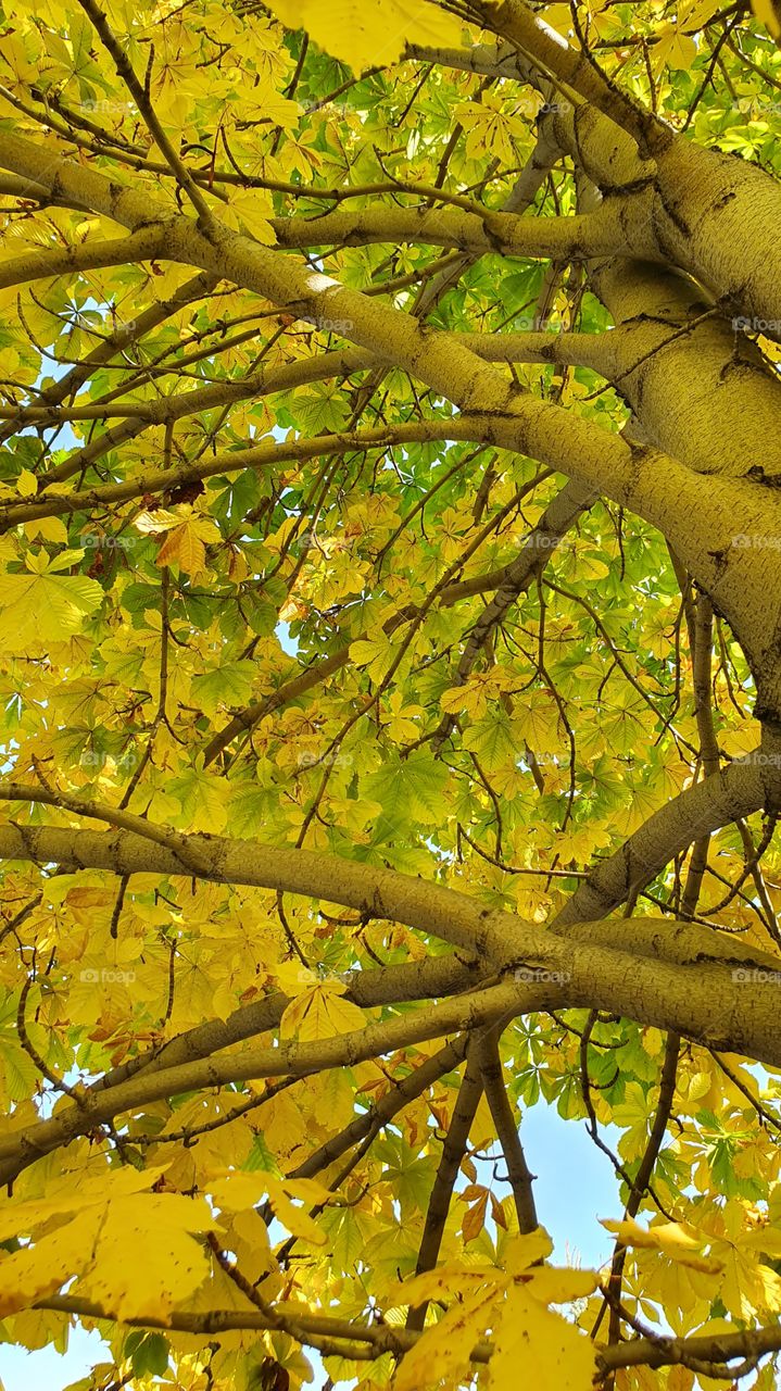 chestnut tree in fall from below the tree