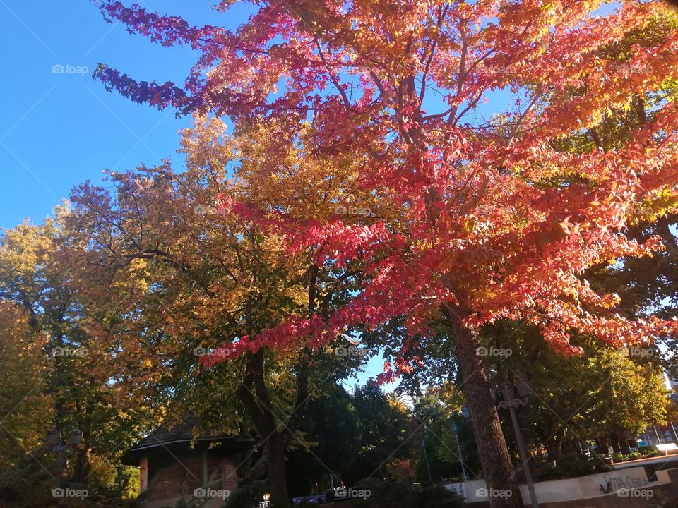 Llegaste otoño 🍁