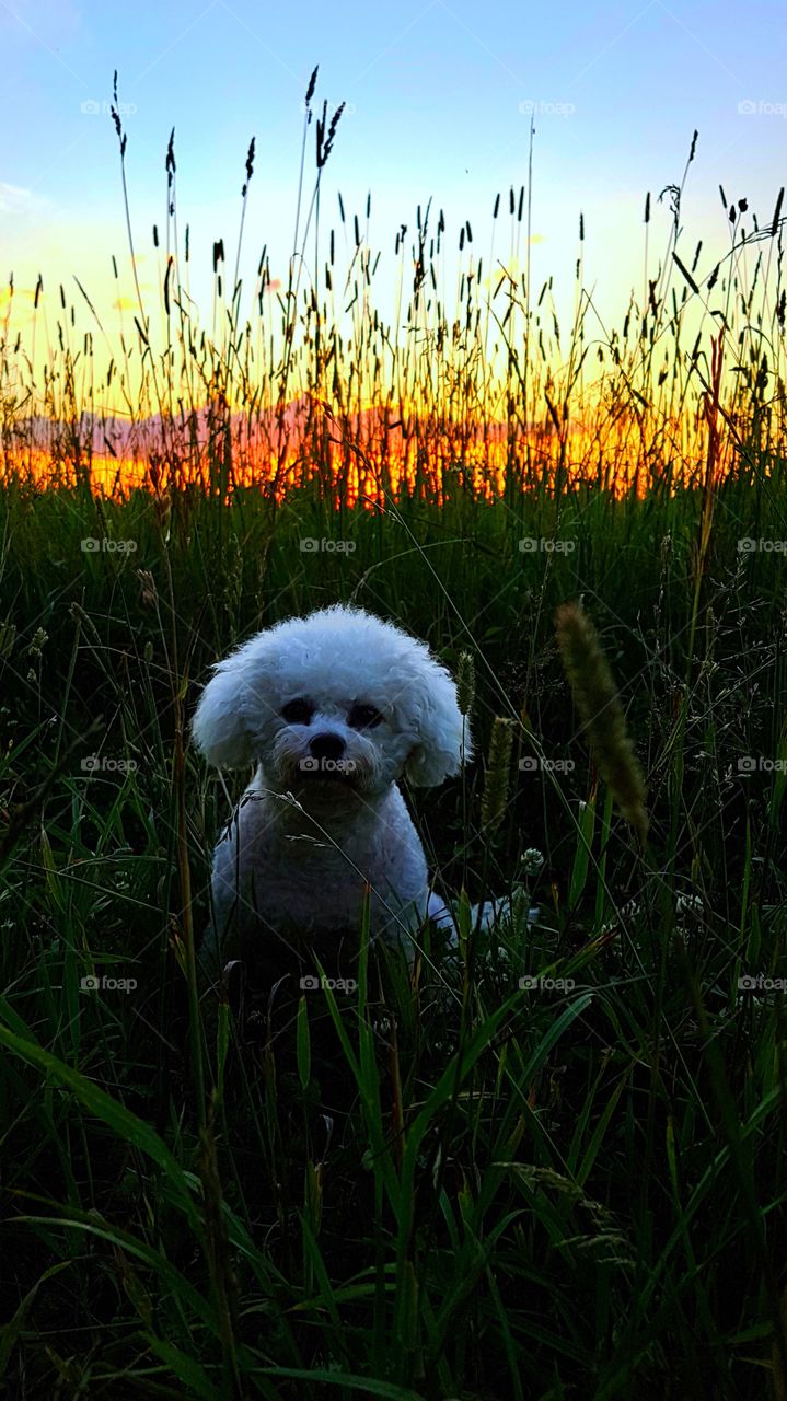 милая собачка в поле на закате.
cute doggy in the field at sunset