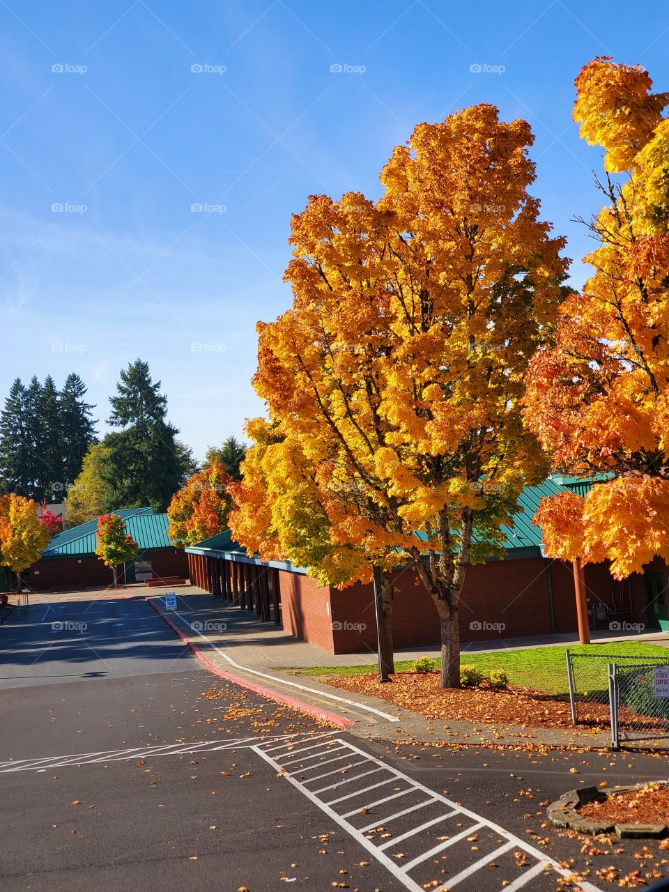 tree school fall autumn change of season
