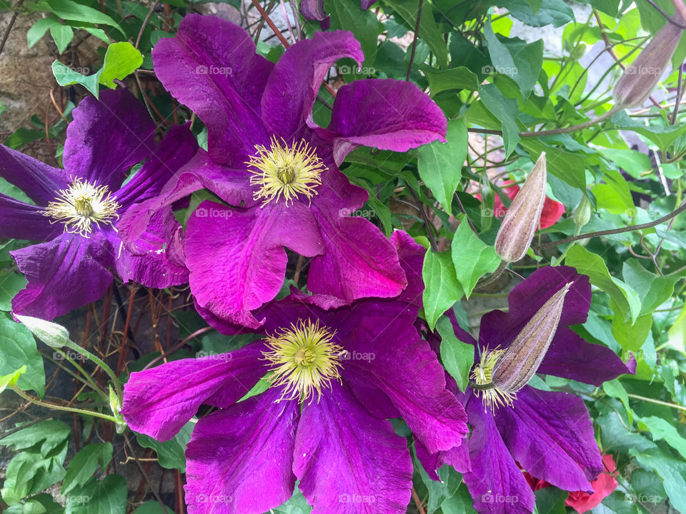 Clematis flowers. 