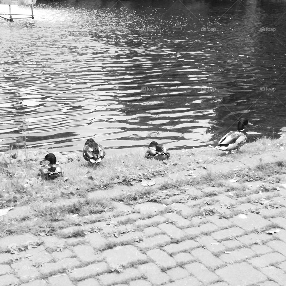 4 ducks males