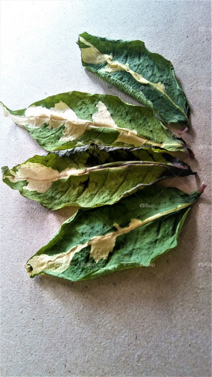 Exposing shot to four dry leaves were illuminated in the morning sun shine