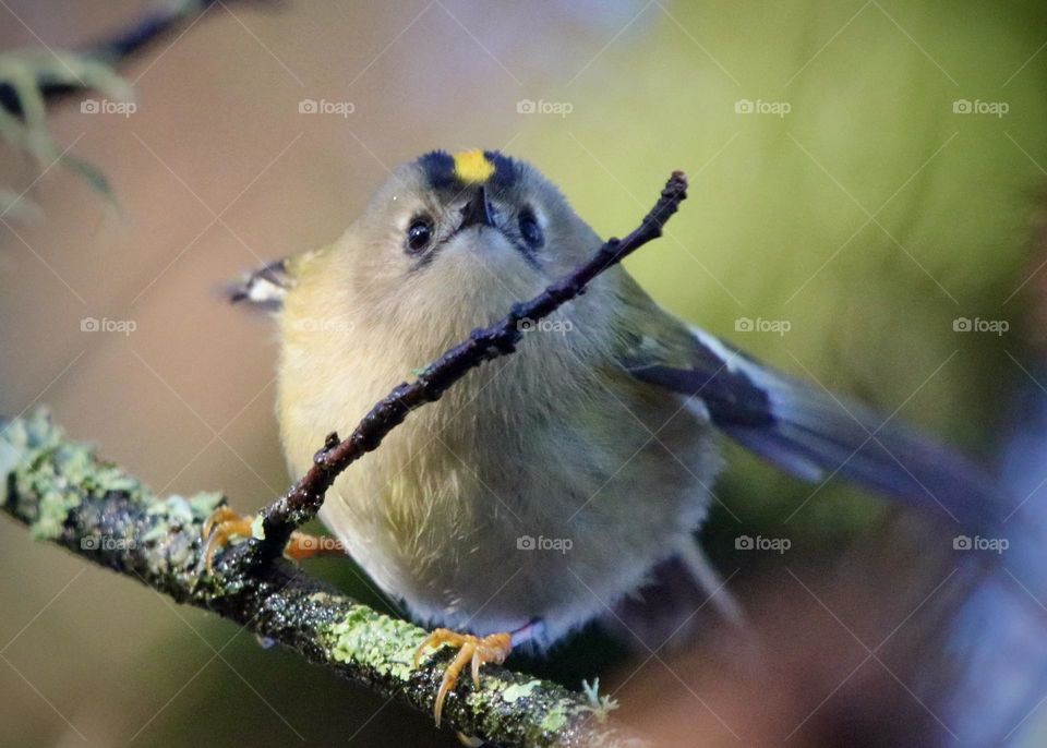 Goldcrest 