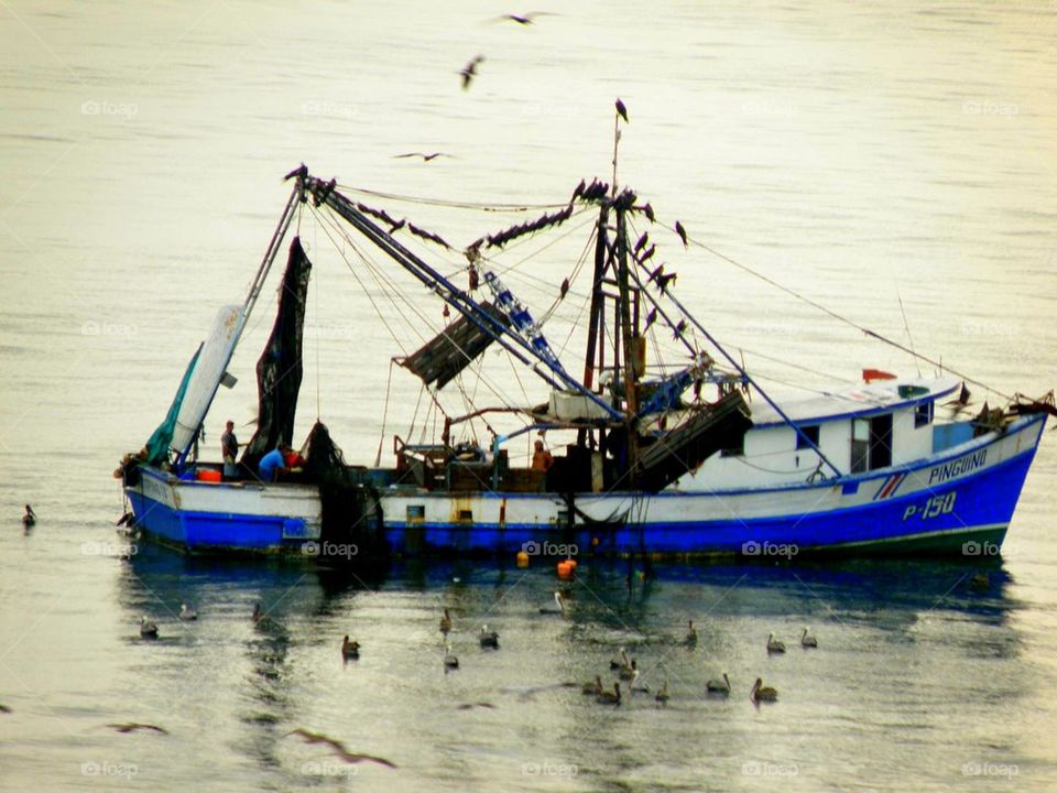 About with fish and Friends