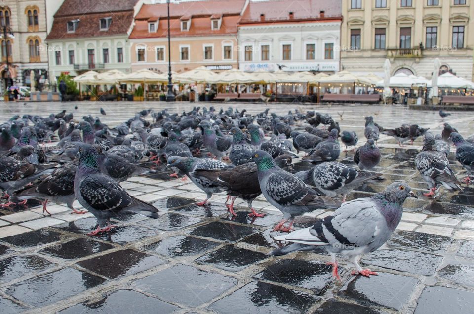 Urban nature: Wildlife