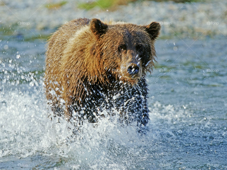 Bear, run water 💦