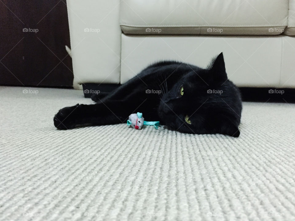 After going crazy with his catnip mouse, Panther is exhausted!