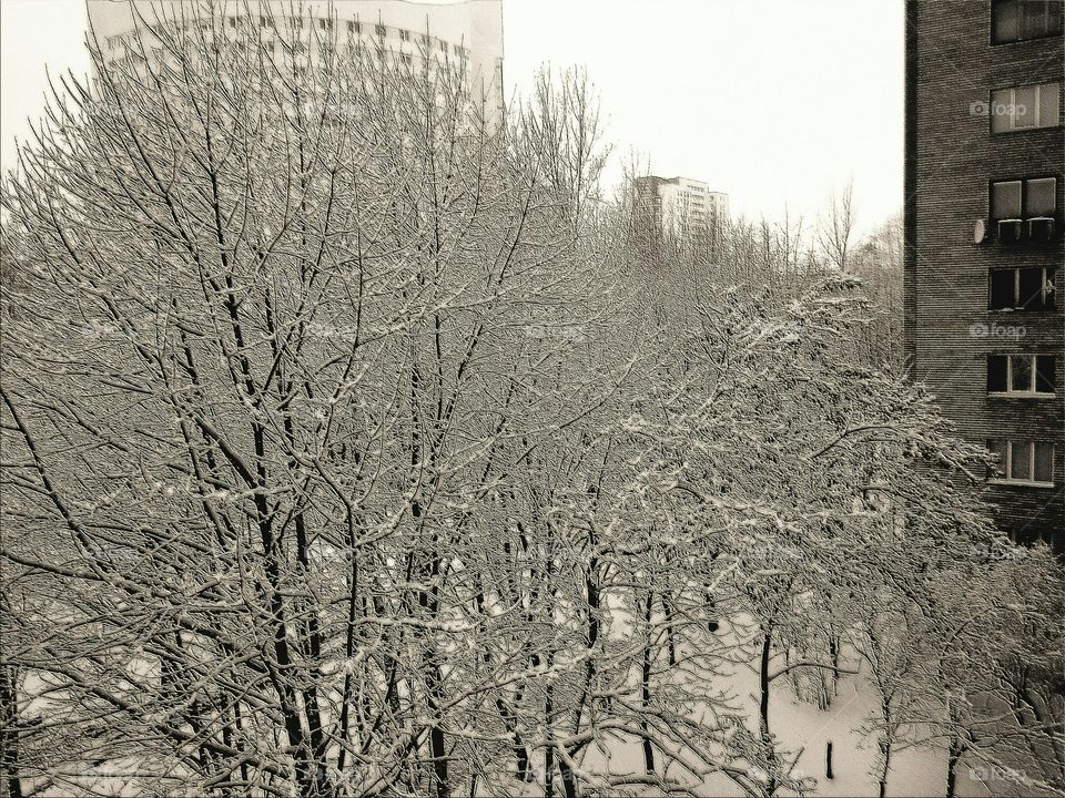 Winter, Tree, Snow, No Person, Wood