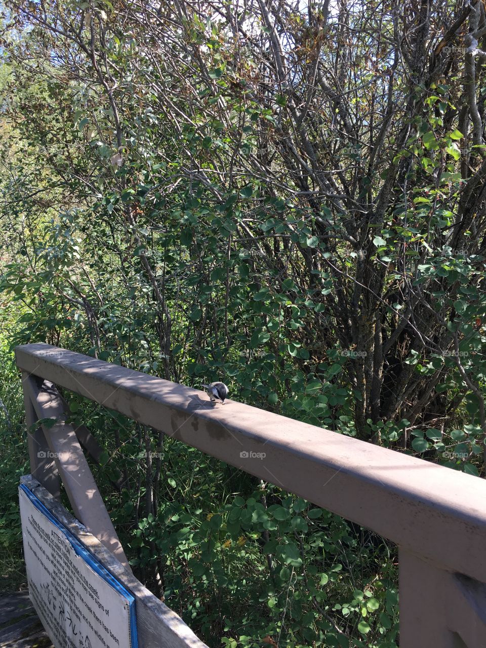 Wood, Tree, Nature, Leaf, No Person