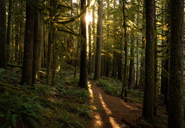 Forest bathing
