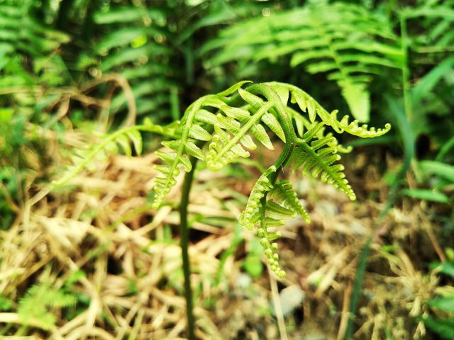 View of beautiful young ferns growing.