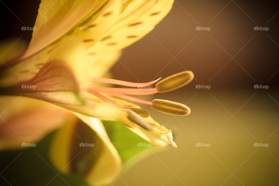 Side view of  flower