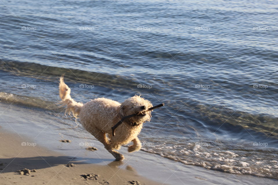 Dog running with a stick 