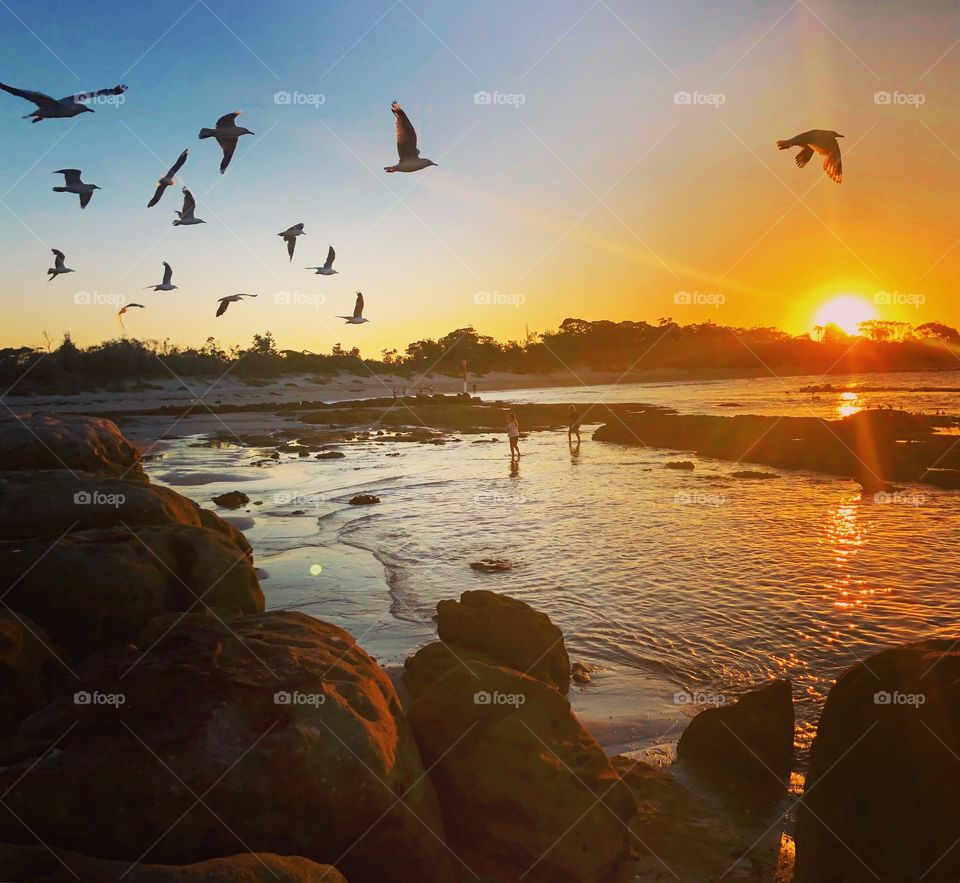 Birds in flight at sunset 