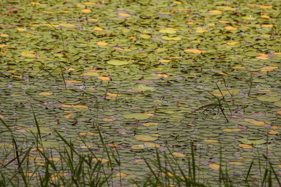 Lily pads 