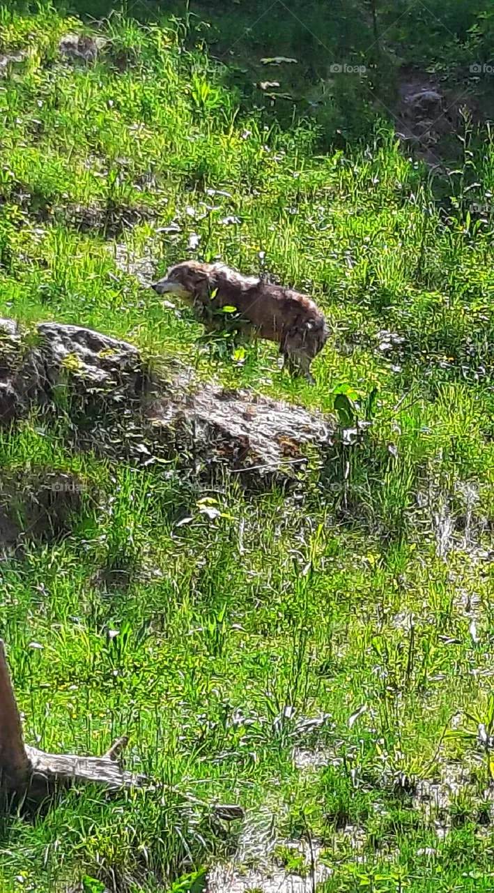 Wolf looking for food