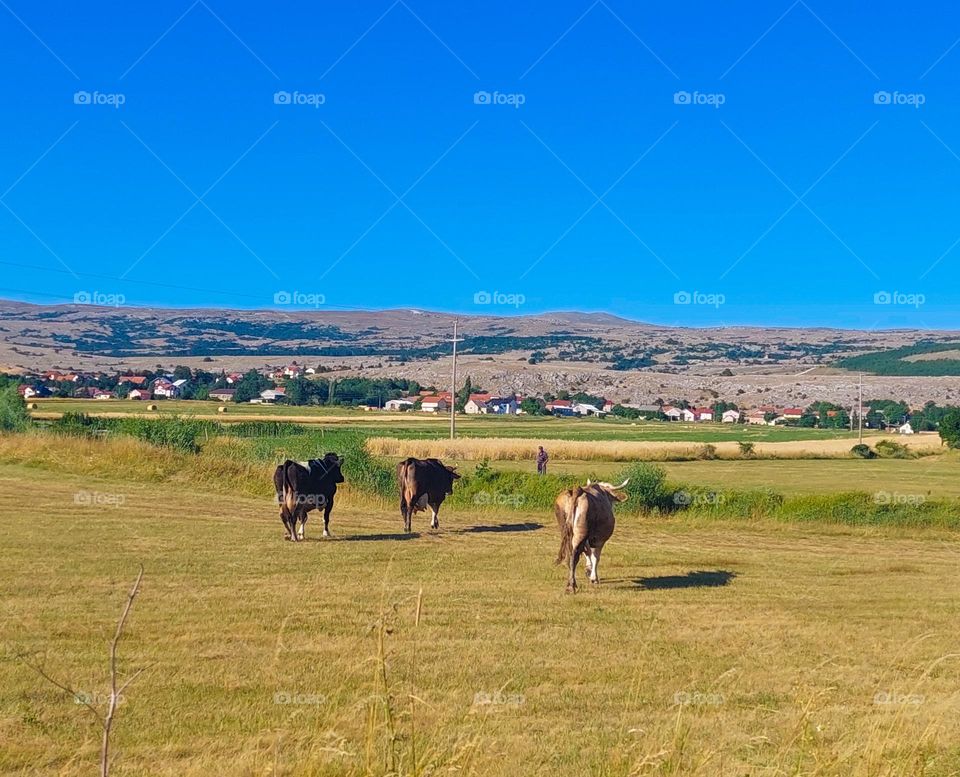 Three cows return home after grazing in the meadow