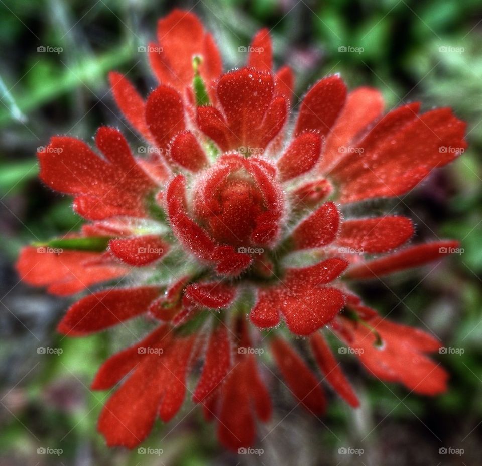 Red flower