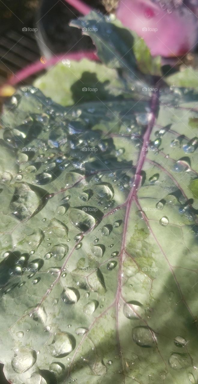 cabbage with dew drops