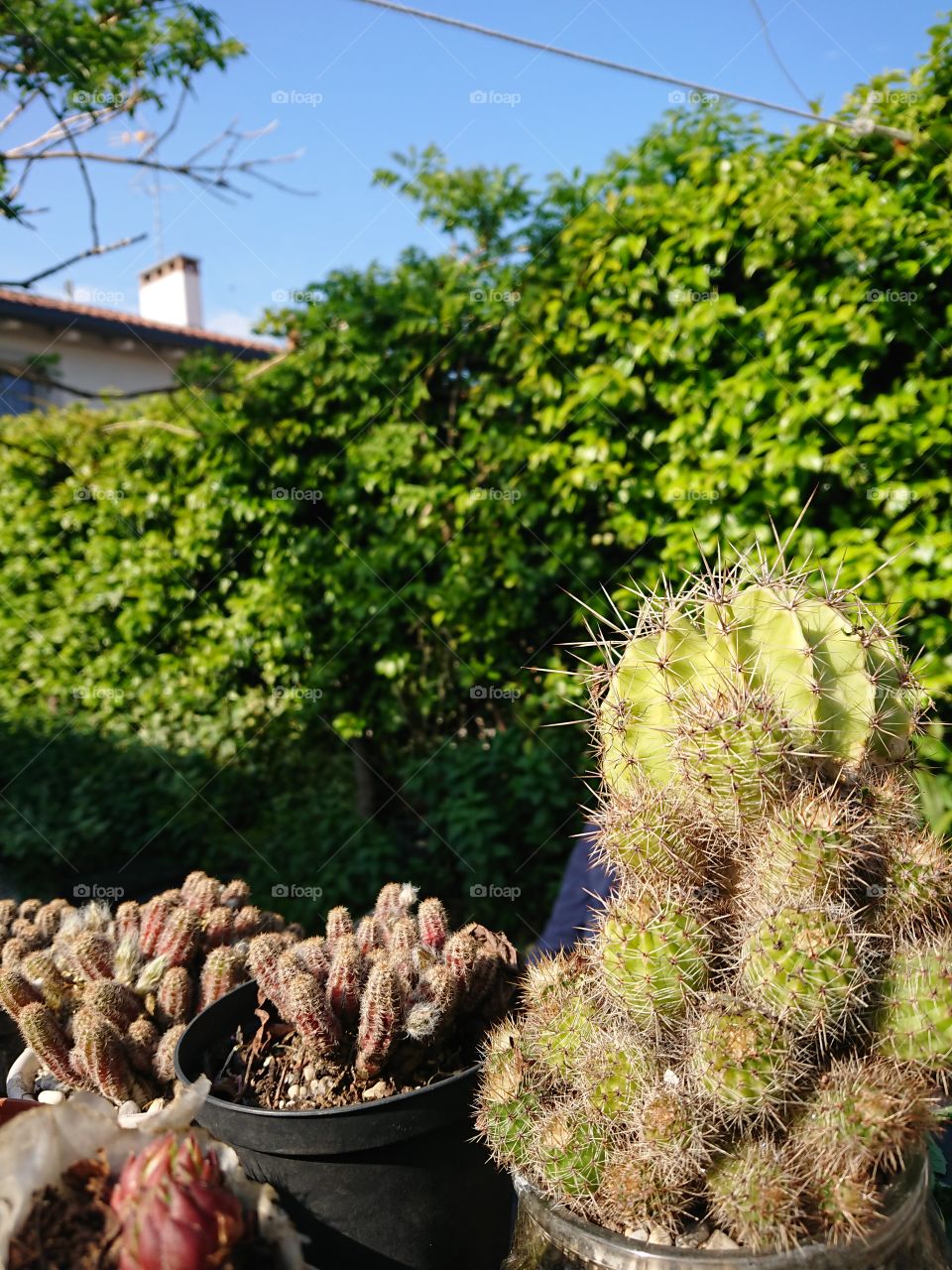 cactus in the garden with plants with colorful 2