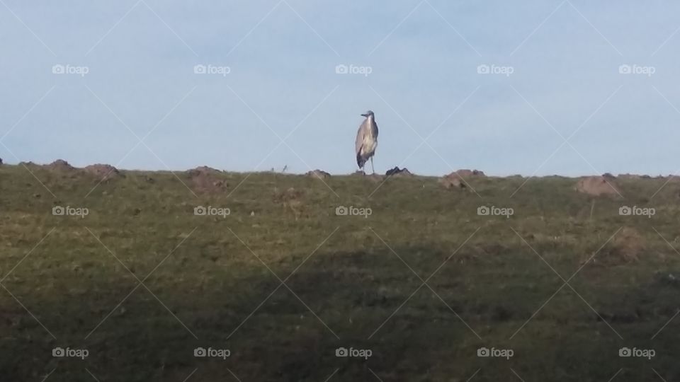 Heron looks around on the dike