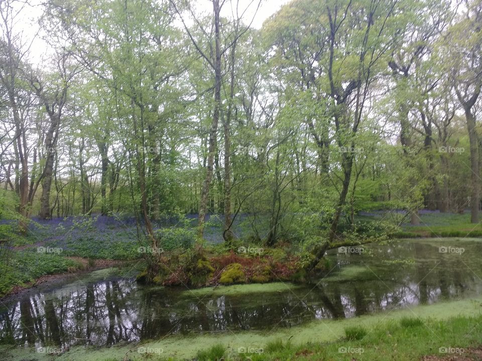 pond, water, trees, reflect, nature, woodland,