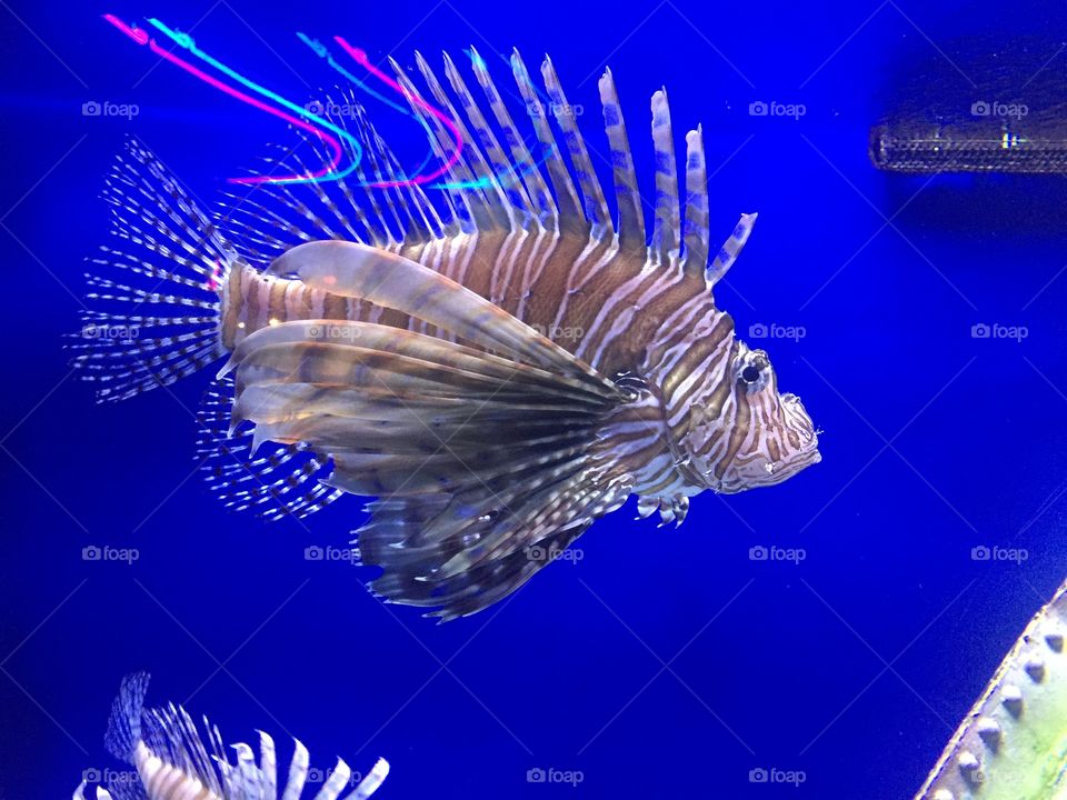 Fish with Stripes Swimming Aquarium 