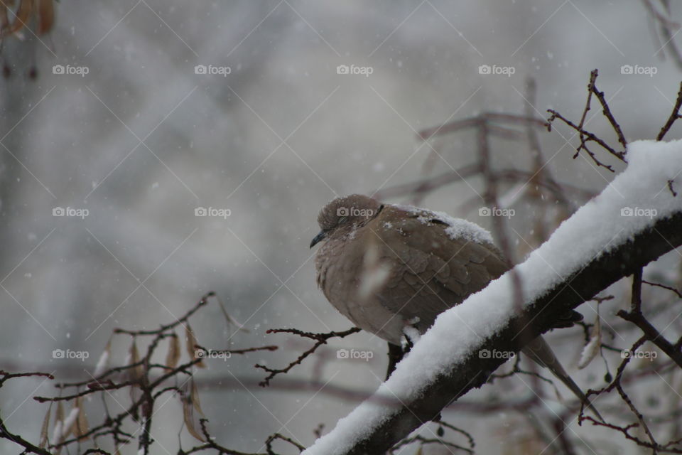 Dove