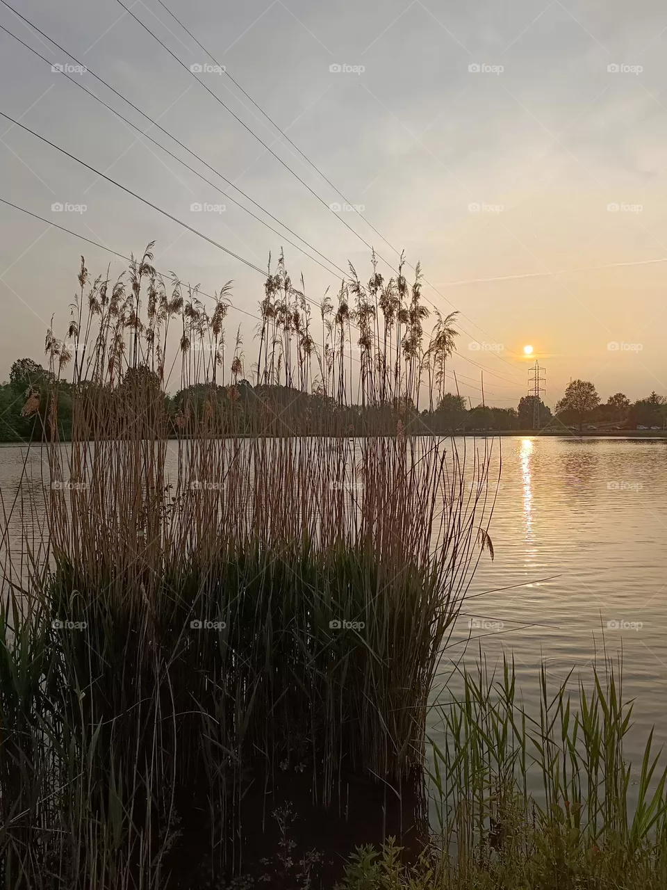 evening by the pond