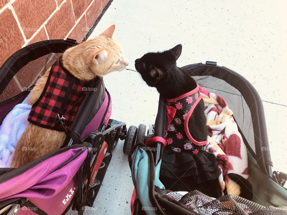 Two darling kitty cat siblings out for a stroller ride greeting one another with a nose kiss! ❤️