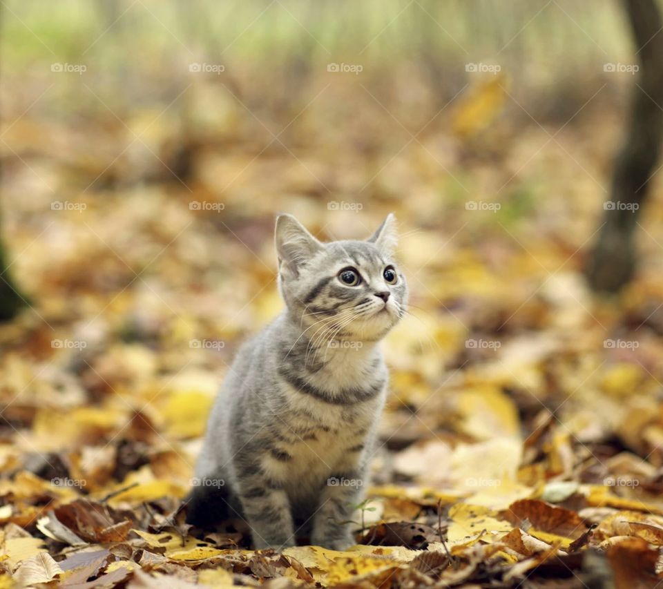 Cute, Fur, Cat, Little, Animal