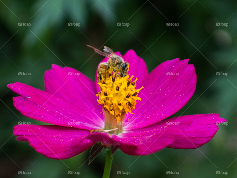 small Bee over flower