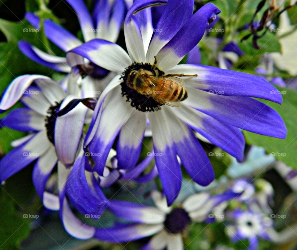 The sign of spring - Pretty Purple And White Spring Flower with a honey bee drawing nectar from it