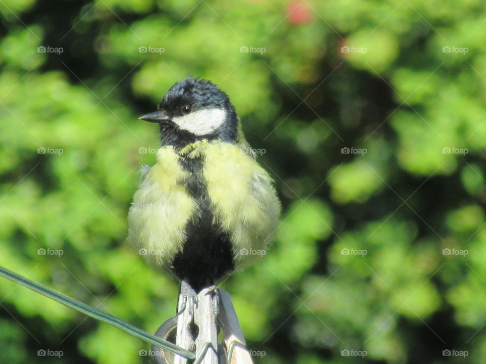 Great tit sat on clothes peg and washing line in the garden