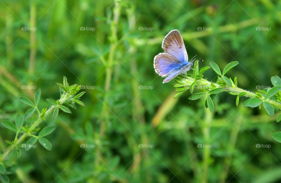 Blue butterfly