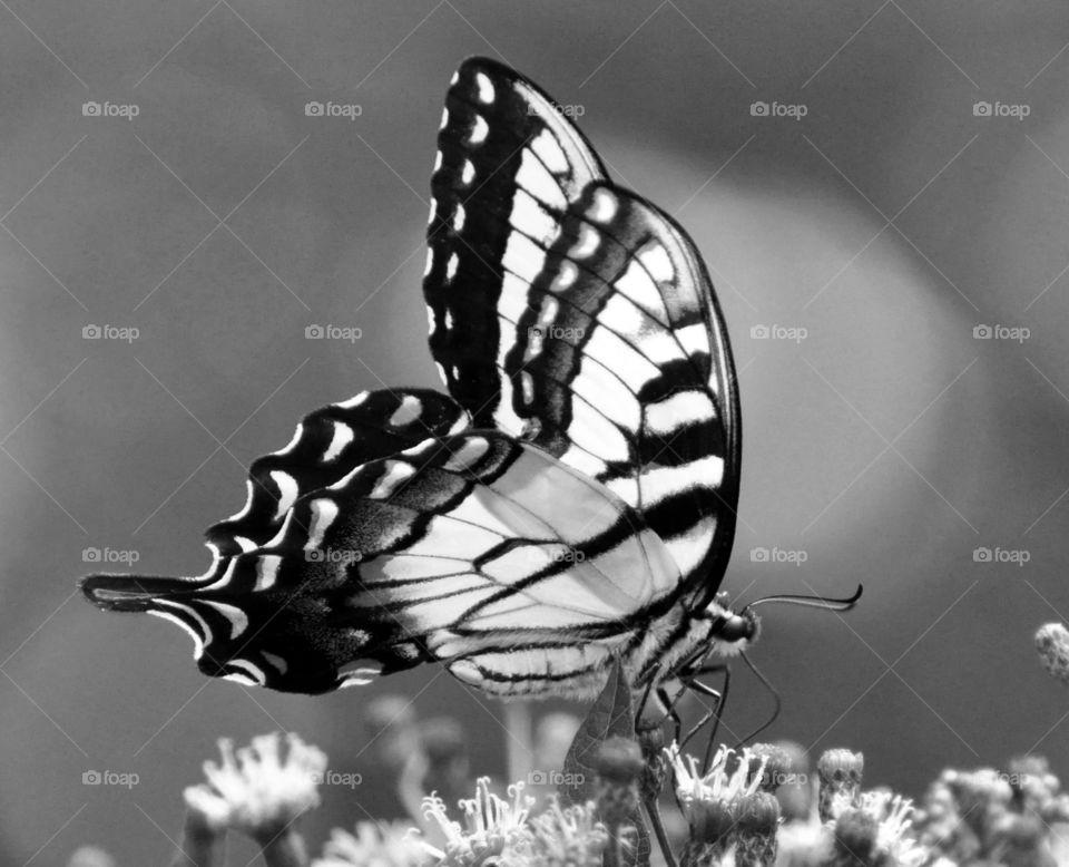 Black and white butterfly on flowers