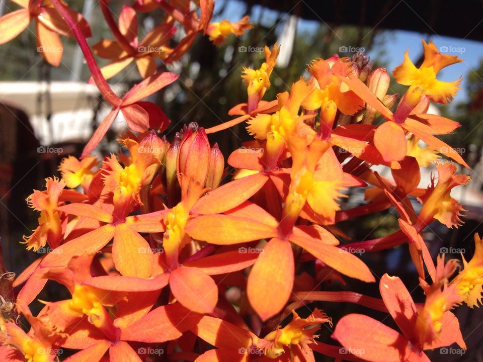Orange orchids