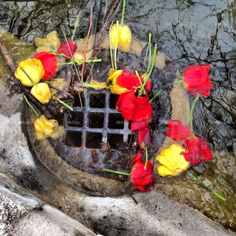Flowers in a drain