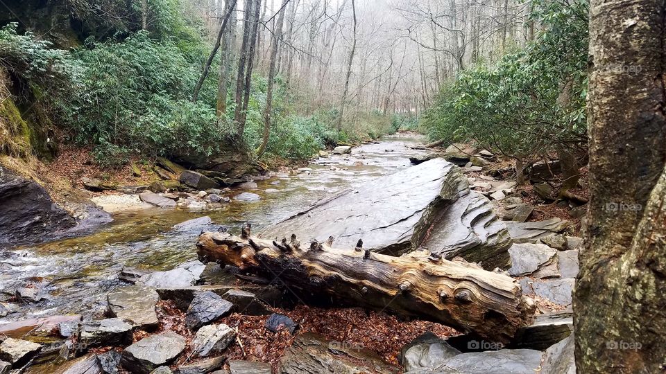 a forest river, late fall in NC smokey mountains