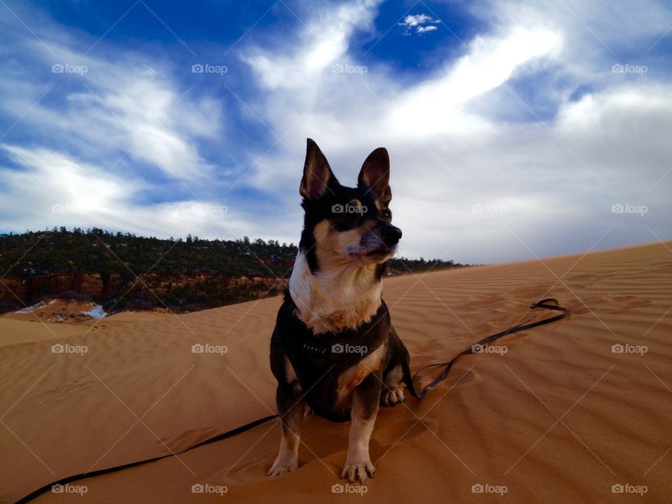 Dog in dunes