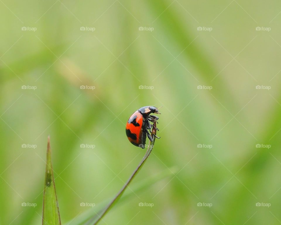 ladybug