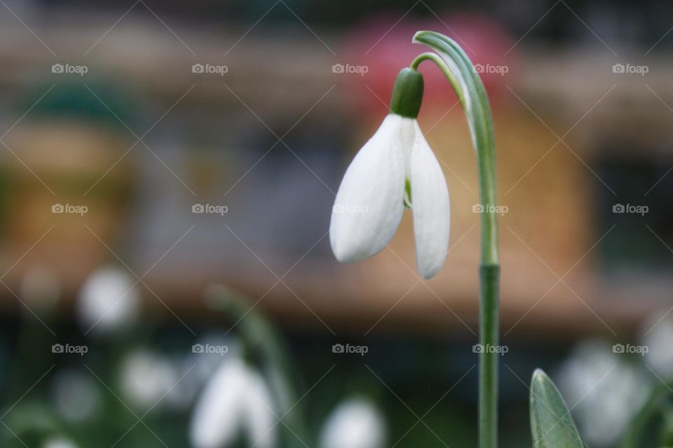 Spring is coming with a common white snowdrop on a bokeh background.