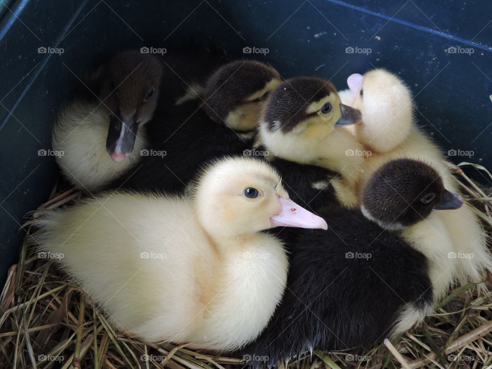 duklings